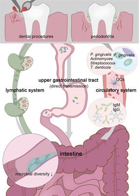 Regulatory effects of oral microbe on intestinal microbiota and the illness